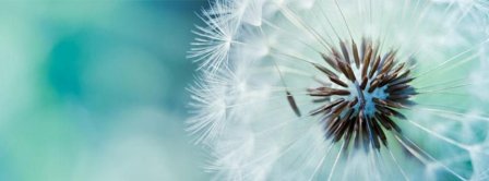 Dandelion Flowers  Facebook Covers